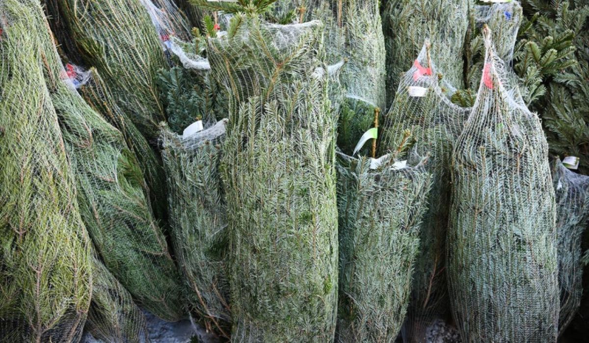 Петербуржцам напомнили о штрафах за незаконную вырубку ёлок