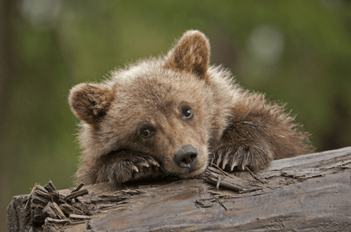 В Башкортостане разыскивают медвежонка, напугавшего туристов 