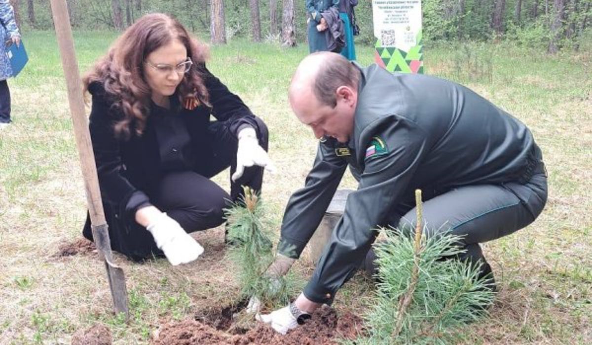 В Челябинске заложена Аллея Доблести и Славы из сибирского кедра