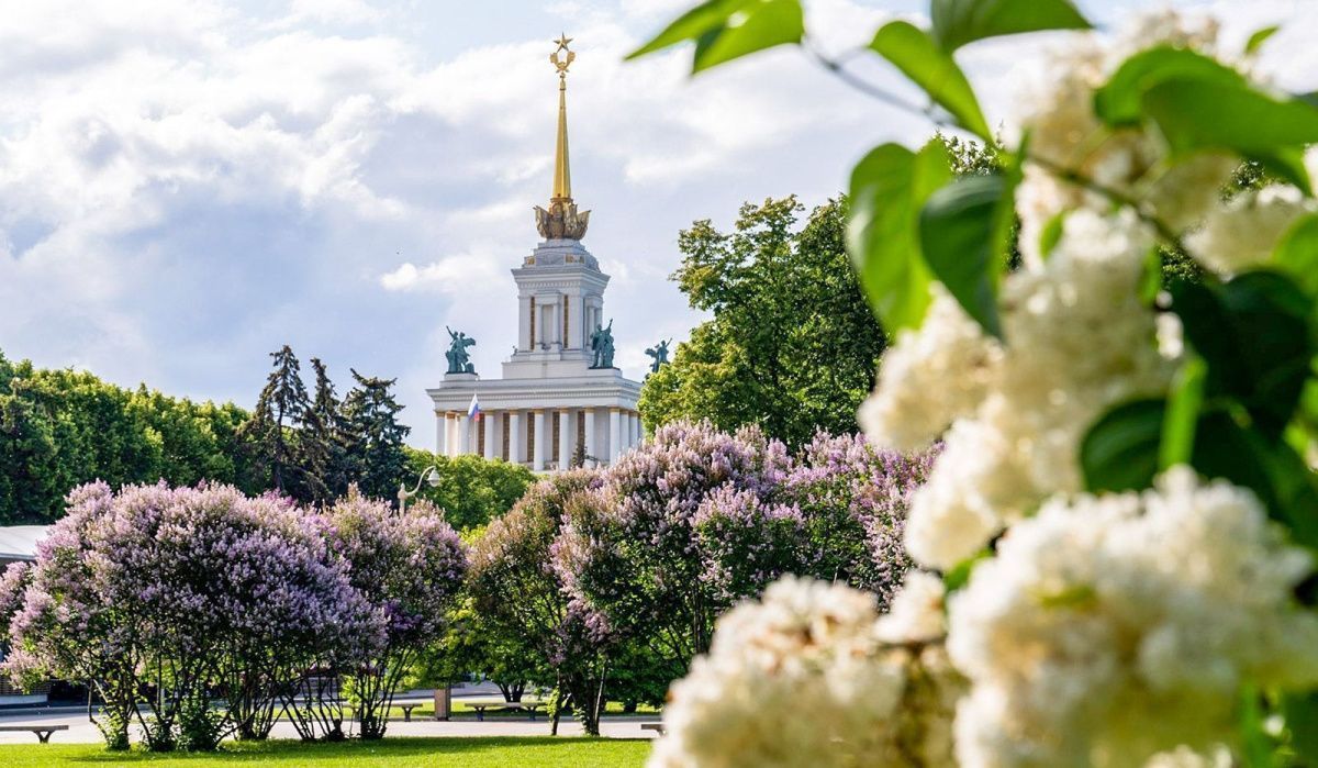 На ВДНХ стартует выставка «Победные сорта сирени»