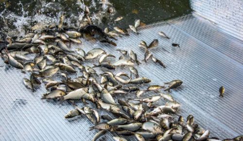 В Новосибирской области на 1000 тонн выросли объёмы производства рыбы