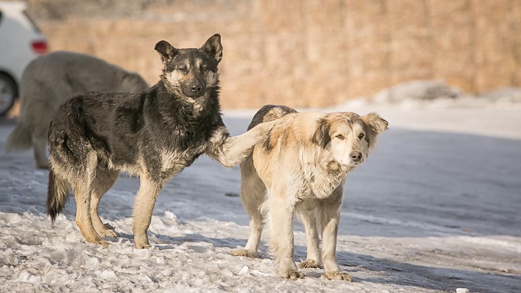 Парламент Башкирии направит инициативу о строительстве собачьих приютов в Госдуму