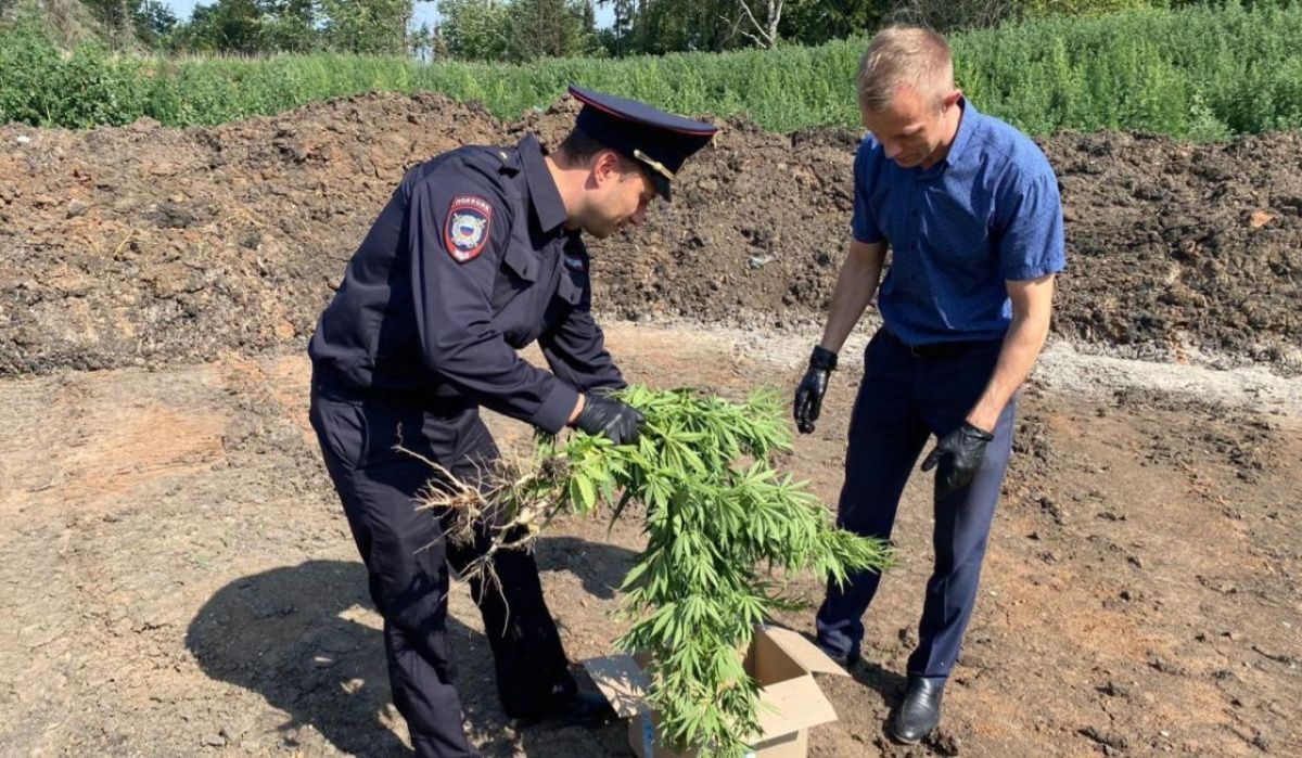 В Чайковском  обнаружены  очаги произрастания наркосодержащих  растений