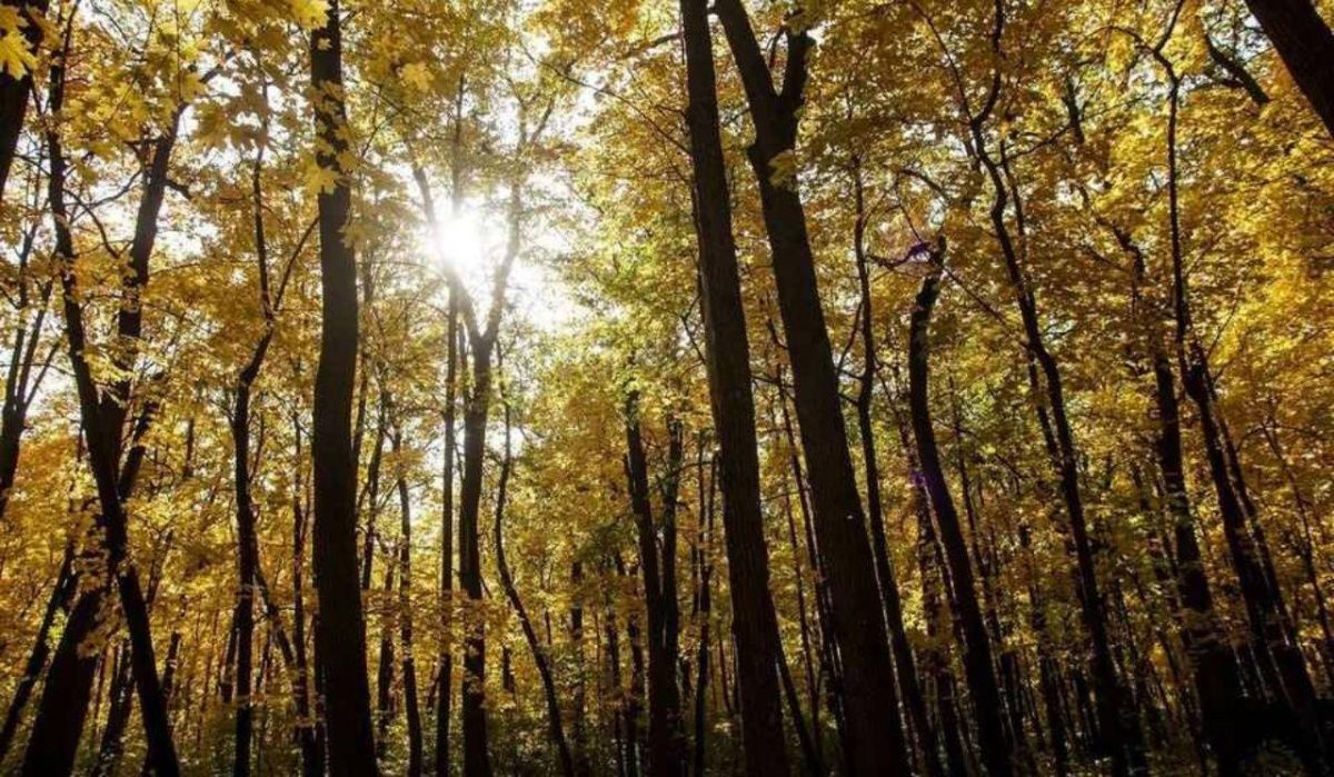 Синоптики обещают новосибирцам теплую неделю с температурами до +20 градусов