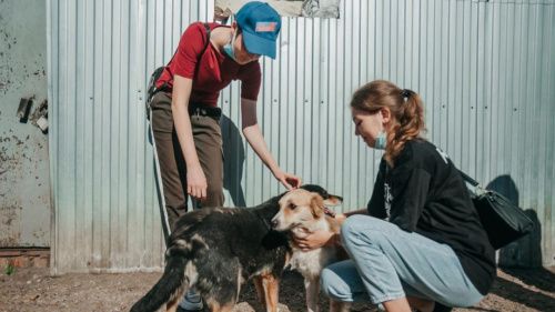 Молодогвардейцы Башкортостана посетили приют для животных в Стерлитамаке