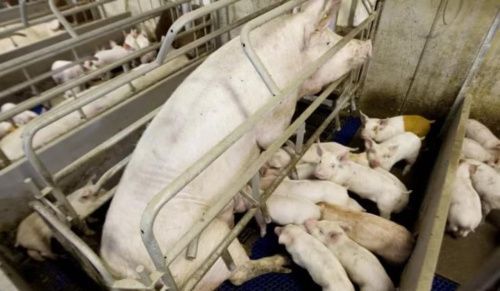 Башкирские депутаты не стали запрещать свиноводство в республике