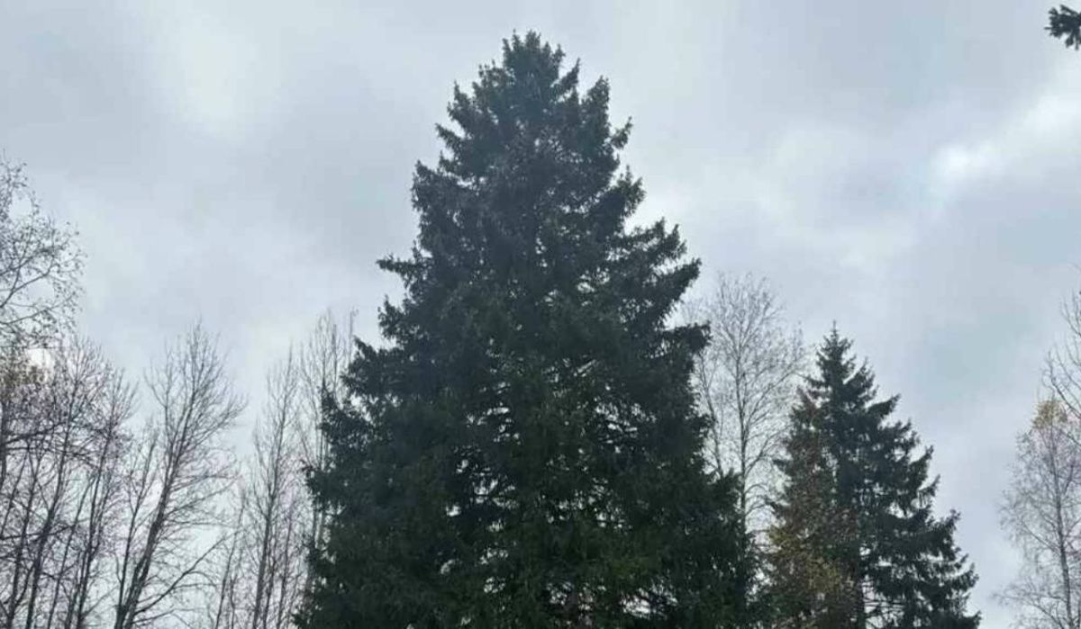 В России определили главную новогоднюю ель