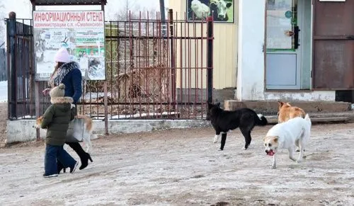  В Башкирии бродячие собаки вновь напали на людей
