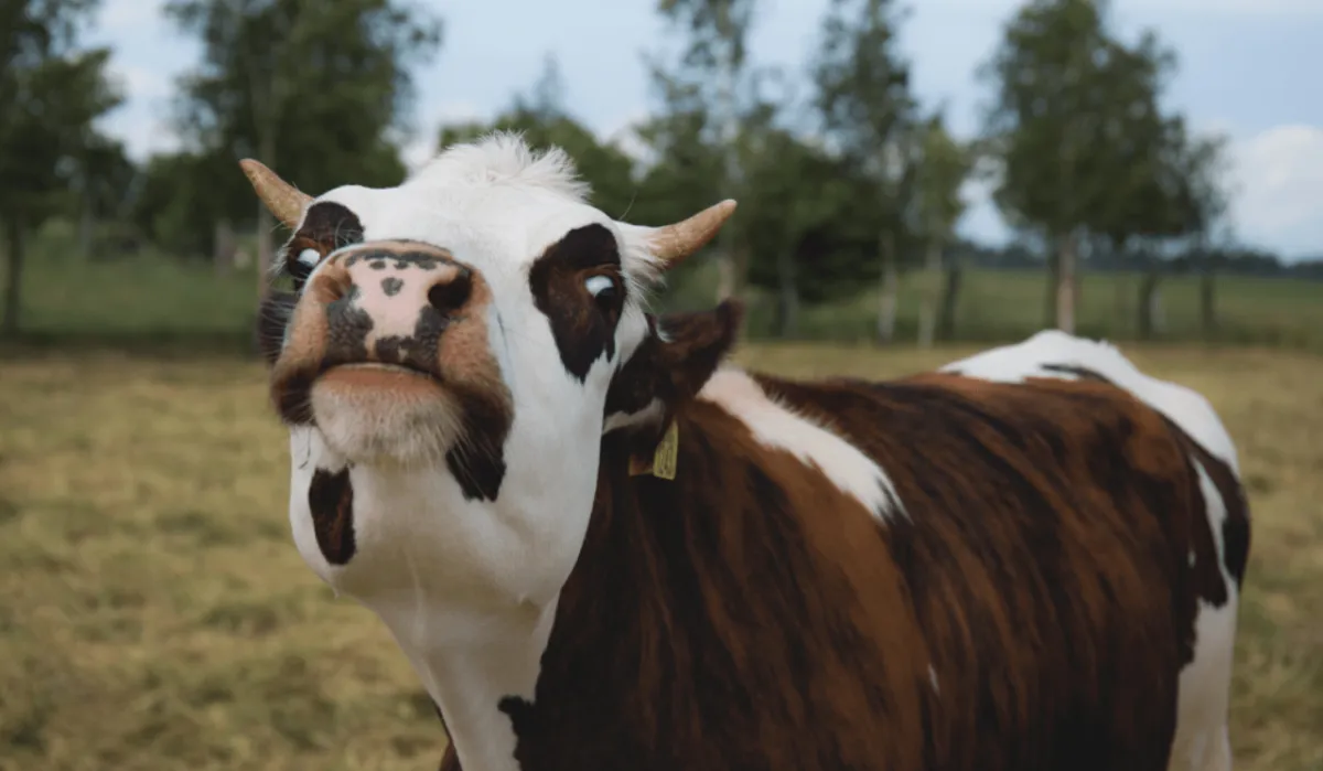 В Башкортостане за прогулки коров по посёлкам хозяевам животных грозит штраф 