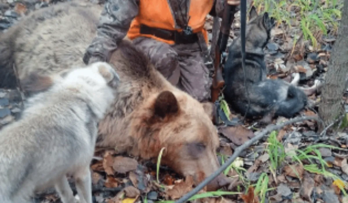 Жителям Башкортостана грозит два года тюрьмы за убийство дикого животного 