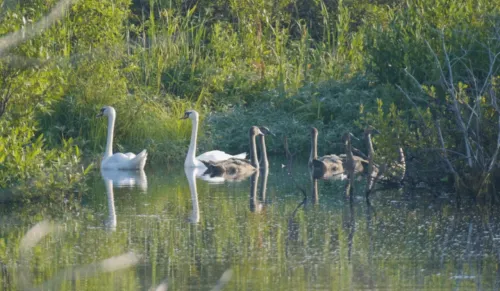 Орнитологи выяснили, какие птицы обитают в Башкортостане 