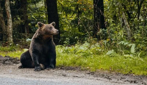 Специалисты Минэкологии Башкирии пытались поймать гуляющего по улице медведя